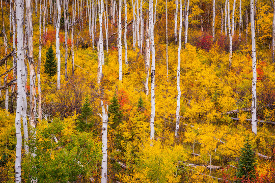 Young Aspens Create A Thick Undergrowth Off McClure Path