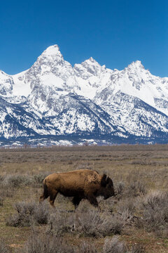 Bison walking below Teton Mountains on Antelope Flats, Grand Teton National Park, Wyoming