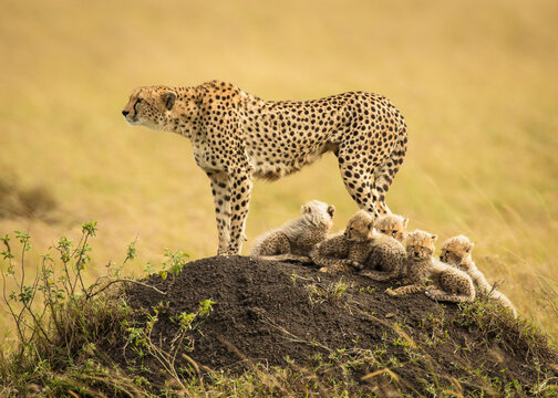 A cheetah mother catches sight of a lion on the distant horizon, one her deadliest enemies, in the Masai Mara, Kenya.