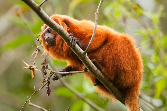 Brazil, Brasil. A wild golden lion tamarin, Leontopithecus rosalia. Porras das Antas Biological Reserve.