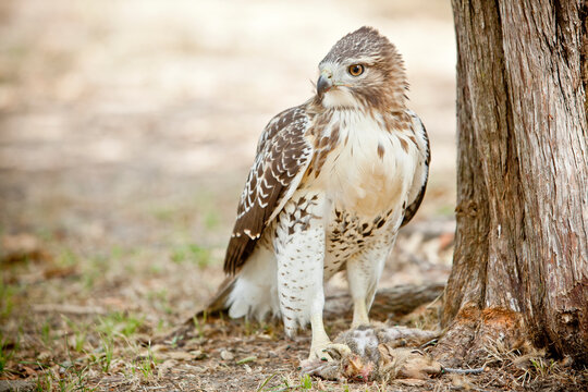 close up of red tailed hawk with squirrel kill in Texas