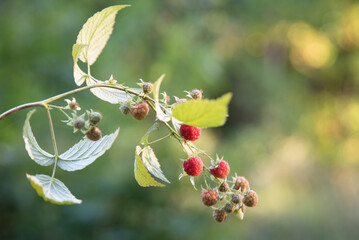 wild raspberries