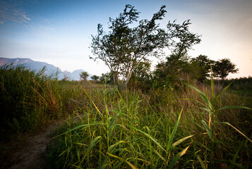 Grasses and trees frame a view of the fish ponds frequented by hungry fishing cats.