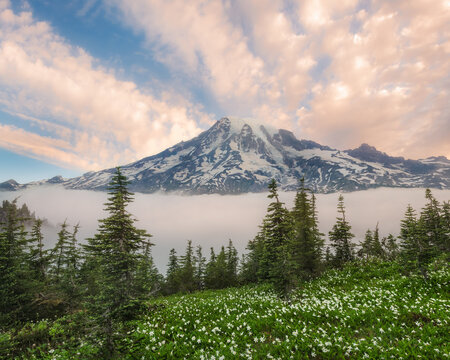 Soft sunrise light photographed in a field of glacier lilies from high in the Tatoosh Range wilderness, Mt. Rainier National Park.