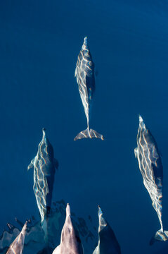 California, Santa Barbara Channel. Channel Islands National Marine Sanctuary. Common dolphins, Delphinus delphis. Riding the bow wave of a boat.