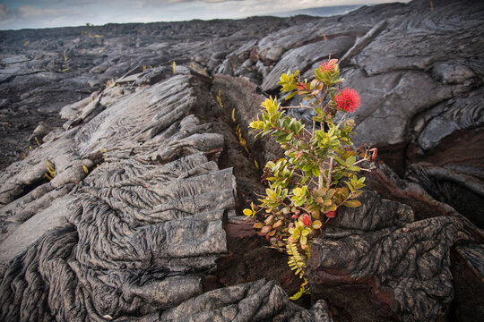 A young ¬¨¬®‚Äö√ë¬¢‚Äö√Ñ√∂‚àö¬¢‚àö‚Ä†‚Äö√†√∂‚àö√ºhi¬¨¬®‚Äö√Ñ‚Ä†¬¨¬®‚Äö√ë¬¢a lehua (Metrosideros polymorpha) tree has sprouted up and flowered in a crack from a lava flow which is just a few years old. Kilauea volcano, Hawaii.