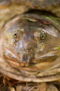 Closeup of a Florida Softshell Turtle (Apalone ferox) in southern Florida.