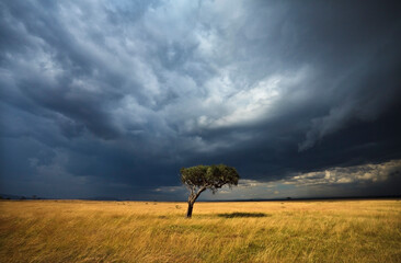 A lone acacia tree under stormy skies in Kenya's Masai Mara National Reserve.