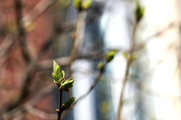 Young leaves bloom from buds on trees in spring