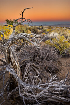 rabbit brush and silver sage bloom in late season color along the shores of Mono Lake