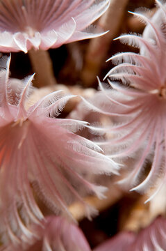 Feather duster tube worms.