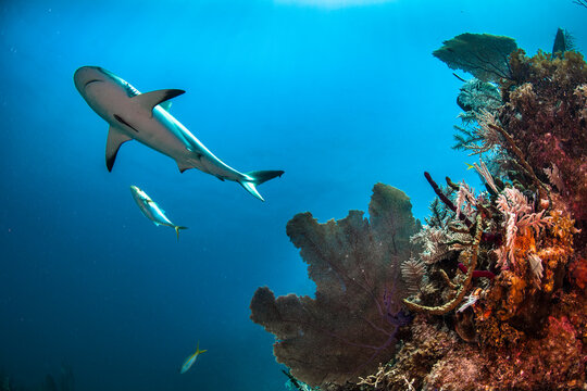 Caribbean Reef Shark above a coral reef at Jardines de la Reina, Cuba.