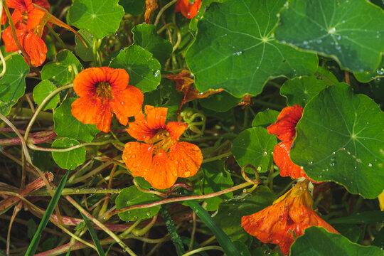 flor naranja espuelas de gal&aacute;n 