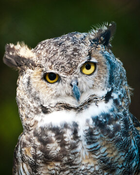 A Great Horned Owl, Bubo virginianus, at the center in West Yellowstone, Montana