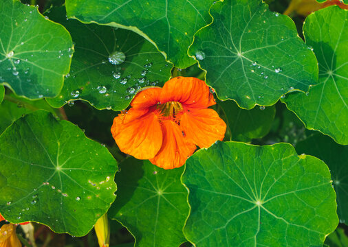 flor naranja espuelas de gal&aacute;n 