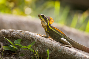 A Brown Basilisk (Basiliscus vittatus), an invasive species from Central America, perched on a tree root in southern Florida.