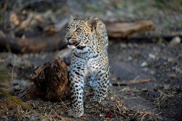A leopard cub in the bush in Botswana.