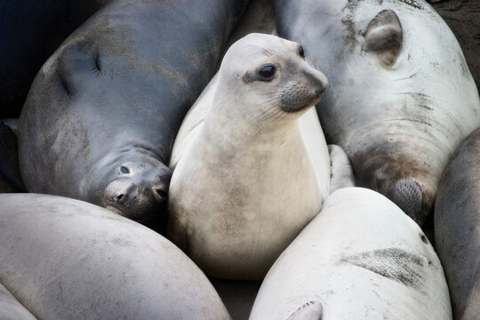 Elephant Seals Ano Nuevo SR , California, USA