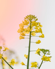 field of yellow rapeseed flowers with out-of-focus background