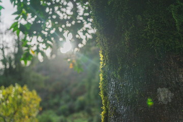 musgo de un árbol con sol de fondo