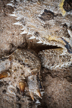 The lines and shapes of a pair of horned lizards on the Hoffman Ranch in Alice Texas.