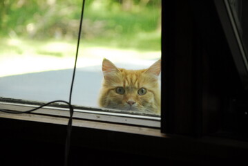 Little yellow cat peers cautiously into the house window, Portland, Maine