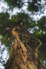 naturaleza lianas