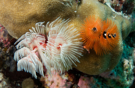A group of feather duster worms.