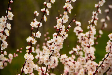 the apricot tree blooms in spring