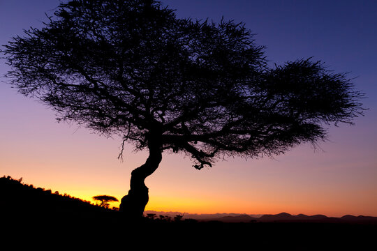 Acacia Tree at dusk, Lewa Wildlife Conservancy, Kenya