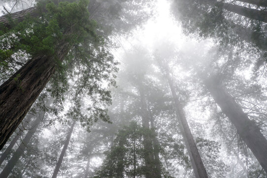 Fog in redwoods, Lady Bird Johnson Grove, Prairie Creek Redwoods State Park, Redwoods National and State Parks, California