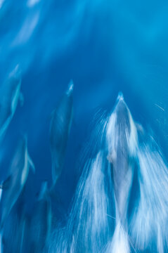 California, Santa Barbara Channel. Channel Islands National Marine Sanctuary. Common dolphins, Delphinus delphis. Riding the bow wave of a boat.