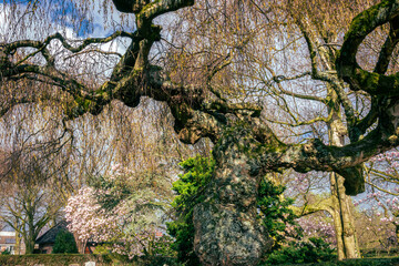 Old, irregularly shaped tree in a cemetery