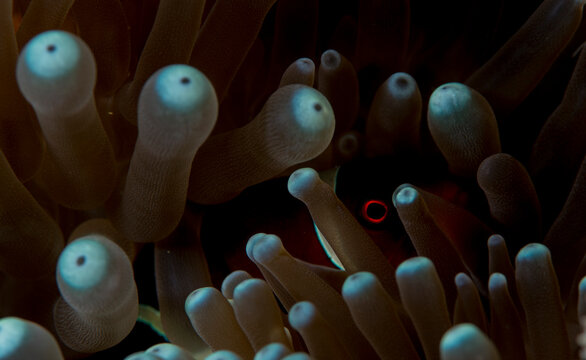 Spine-cheek anemonefish peers out from it's host anemone