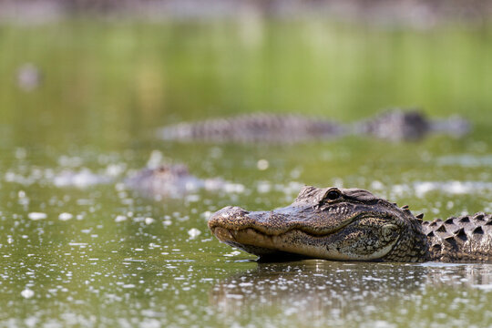 An American Alligator (Alligator mississippiensis) lunges after fish in a shrinking pool in Big Cypress National Preserve.