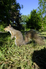 profile of squirrel in a park