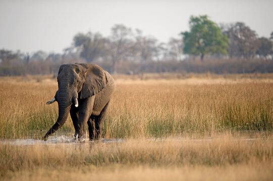 An elephant drinking from a stream in Botswana.