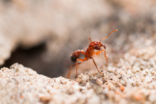 California, Red Rock Canyon State Park, Mojave desert. A bearded harvester ant of the family Pogonomyrmex.