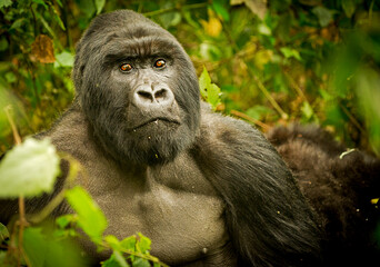 A silverback gorilla makes eye contact with the photographer in Volcano National Park, Rwanda.
