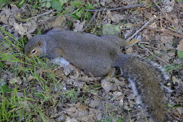 dead squirrel in a park