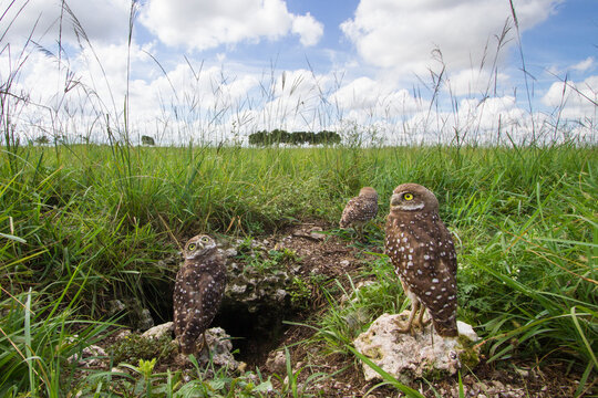 Burrowing owls photographed from a hidden camera outside their burrow in Homestead, Florida.