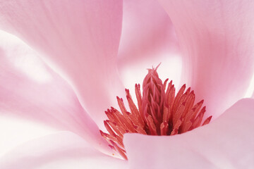 Saucer magnolia blossom illuminated from below with a flash.