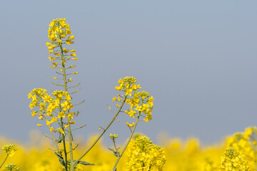 Obraz premium field of yellow rapeseed flowers with out-of-focus background