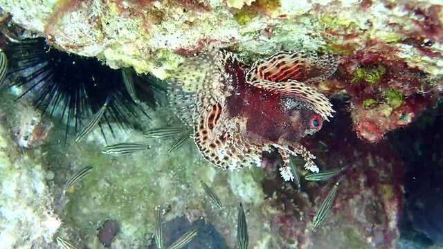 
 Shortfin Lionfish (Dendrochirus brachypterus), it inhabits coral reefs often upside down, their beautiful feathery pectoral and dorsal fins are highly venomous.
