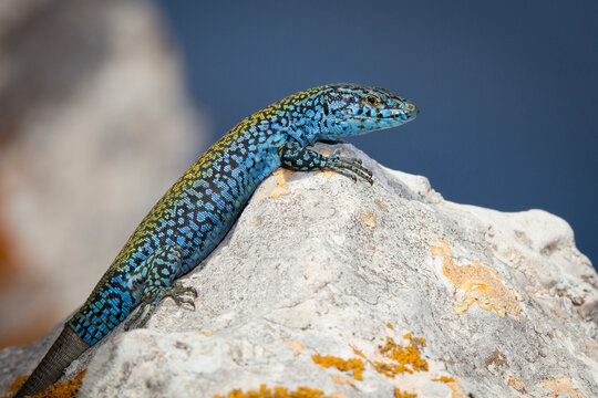 A male Ibiza wall lizard from the island of Es Vedras.