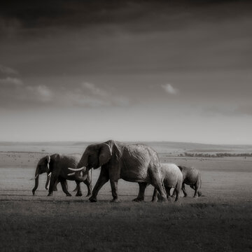 Elephants, Maasai Mara National Reserve, Kenya
