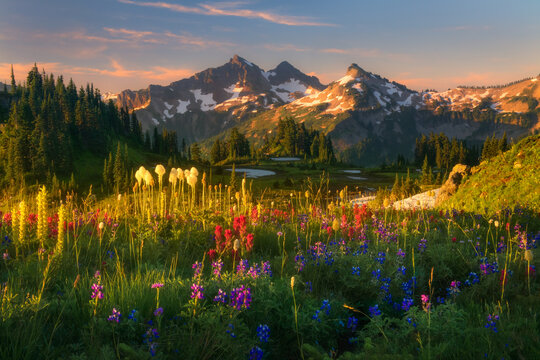 Beautiful soft light ion wildflower laden meadows looking towards the Tatoosh Range, Mt. Rainier National Park.