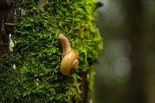A snail moves along the mossy side of a tree in Nockamixon State Park in Bucks County, eastern Pennsylvania.