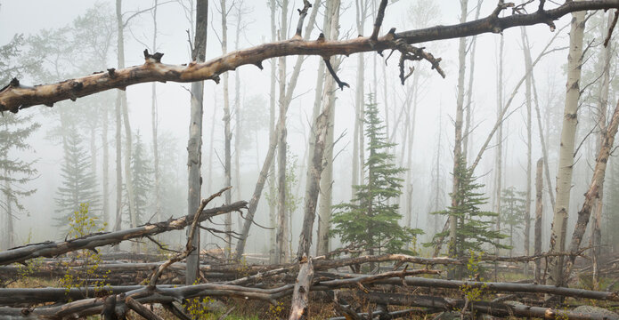 Mixed aspen and conifer forest in fog, Lost Creek Wilderness, Colorado.
