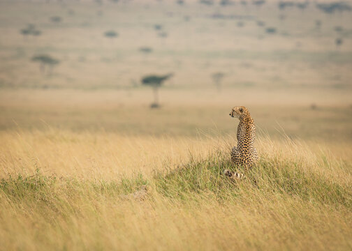 A cheetah surveys the distant grasslands of the Masai Mara, Kenya.